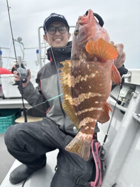 アコウ(キジハタ)