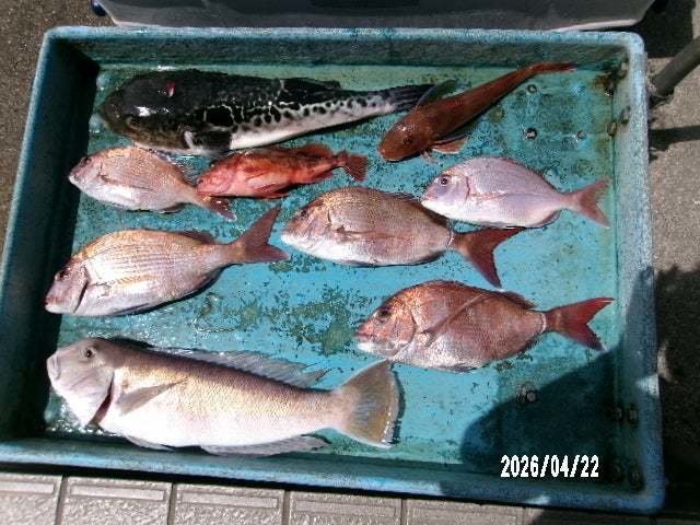 タイ(マダイ)・ハナダイ(チダイ)・シロアマダイ・カサゴ・ホウボウ・トラフグ