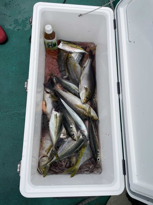 アジ(マアジ)・イサギ(イサキ)・サバ(ゴマサバ)