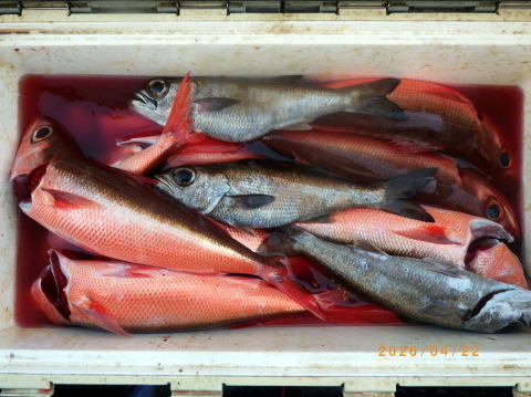 クロムツ・ハチビキ