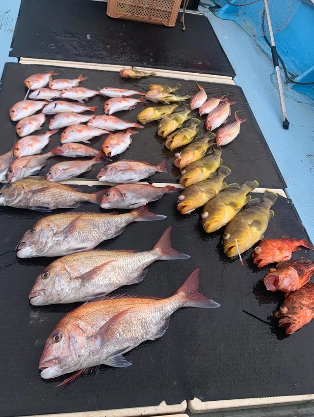 マダイ・キダイ・アオハタ・イトヨリダイ・カサゴ