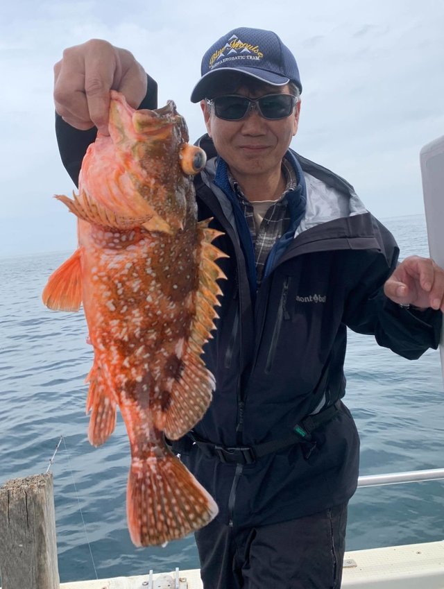 ウッカリカサゴ