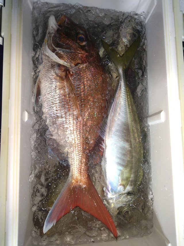 マダイ・マアジ