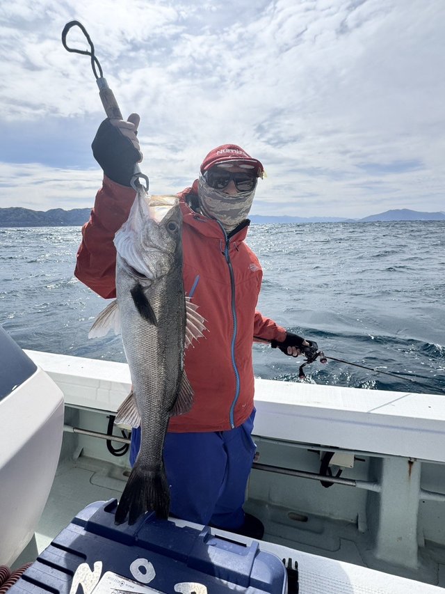 シーバス(スズキ)