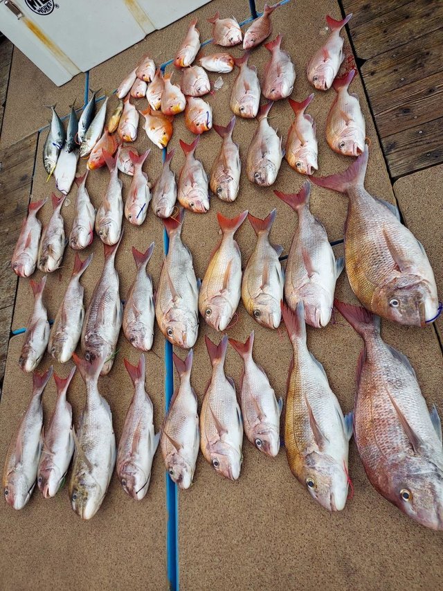 マダイ・レンコダイ(キダイ)・アジ(マアジ)