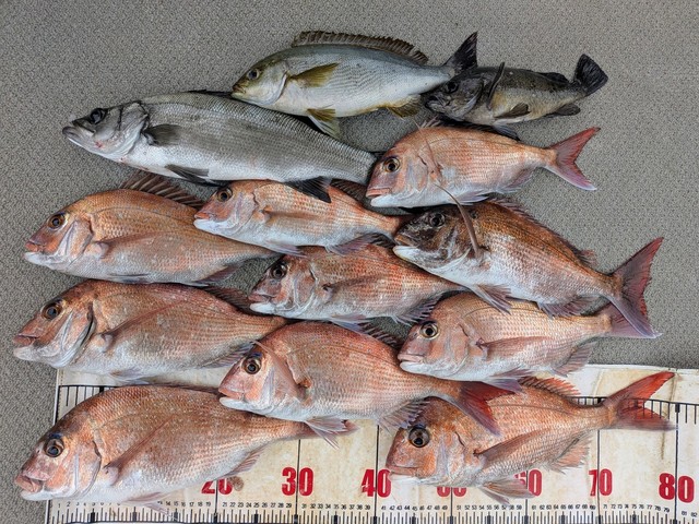 タイ(マダイ)・ヒラスズキ・イサギ(イサキ)・メバル