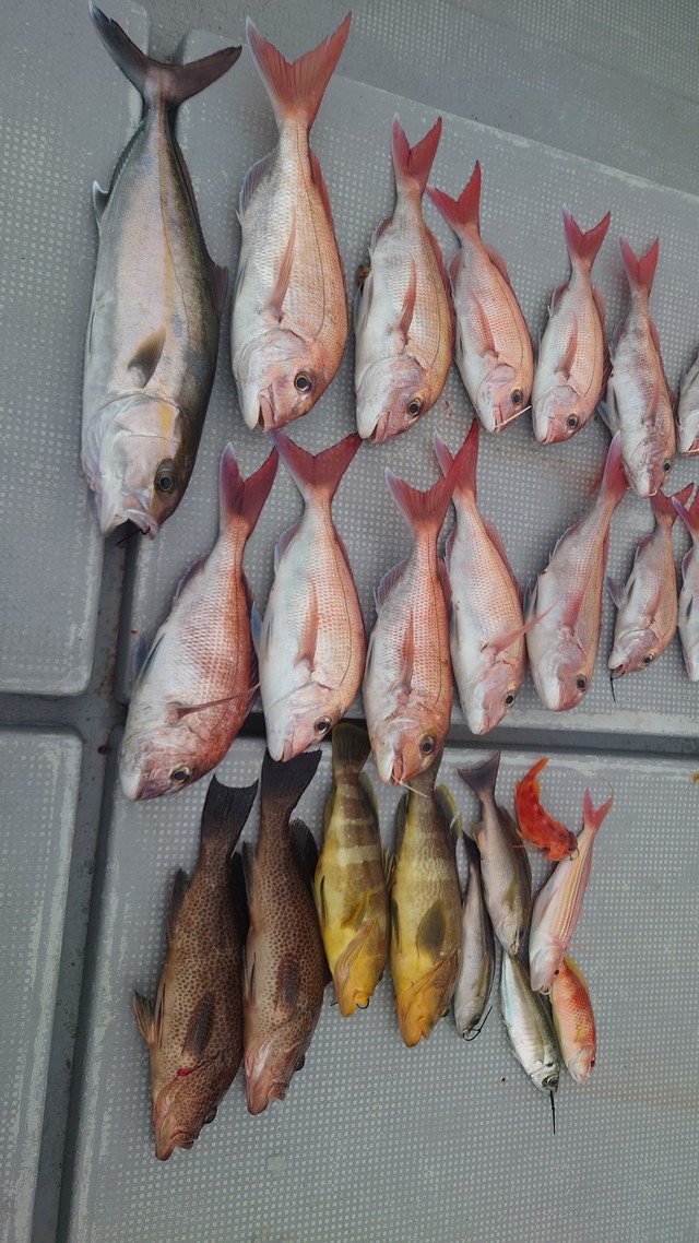 マダイ・カンパチ