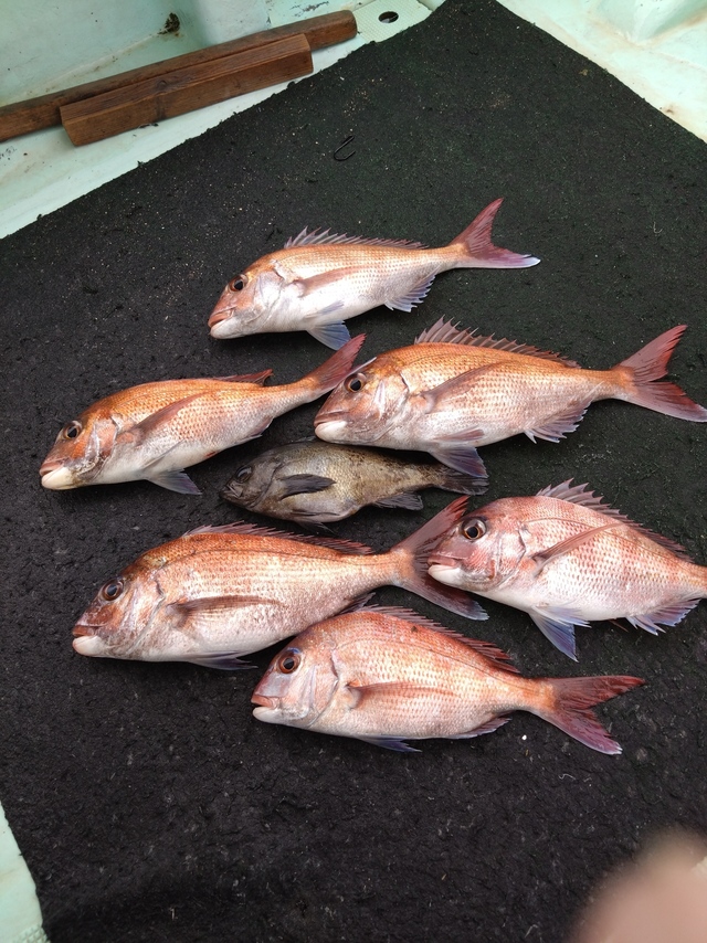 タイ(マダイ)・メバル