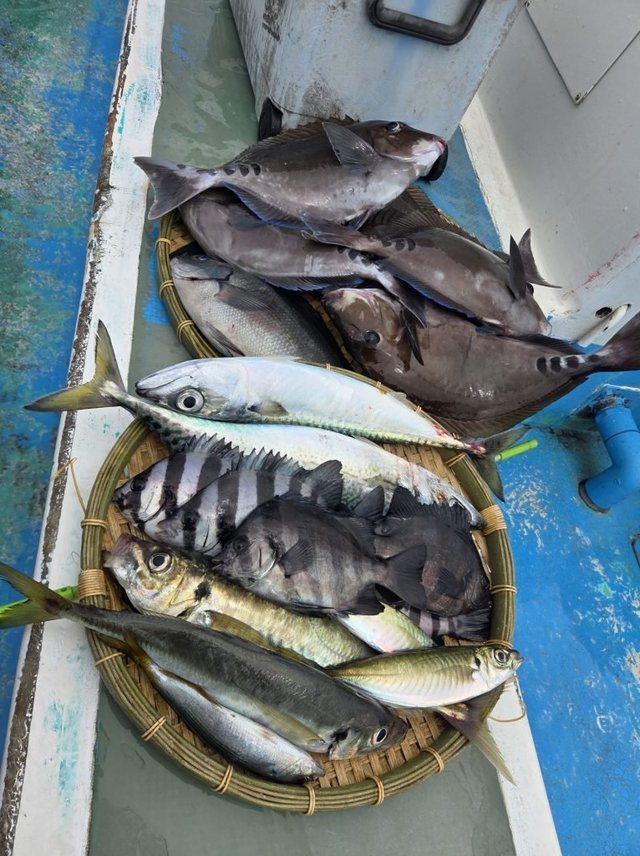 イシダイ・アジ(マアジ)・ニザダイ