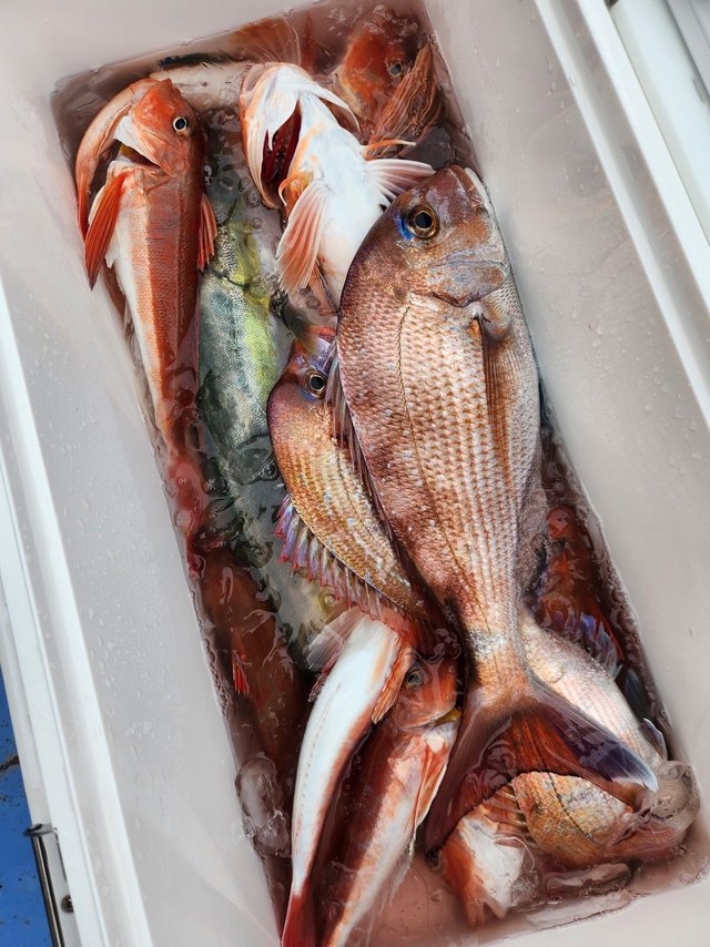 マダイ・ホウボウ