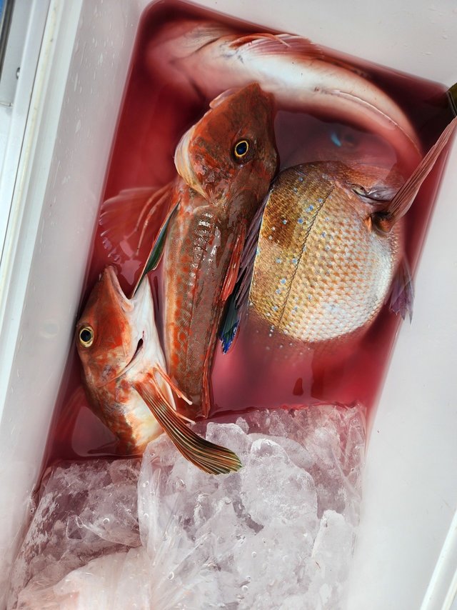 マダイ・ホウボウ