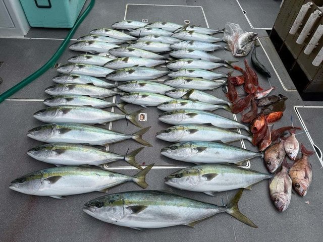 マダイ・マハタ・ハマチ(ブリ)・ホウボウ