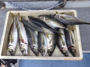 アジ(マアジ)