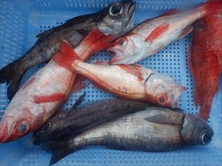 クロムツ・アカムツ