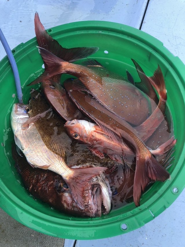 マダイ・ハナダイ(チダイ)・ホウボウ