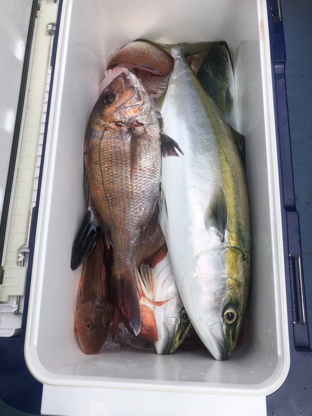 マダイ・ホウボウ