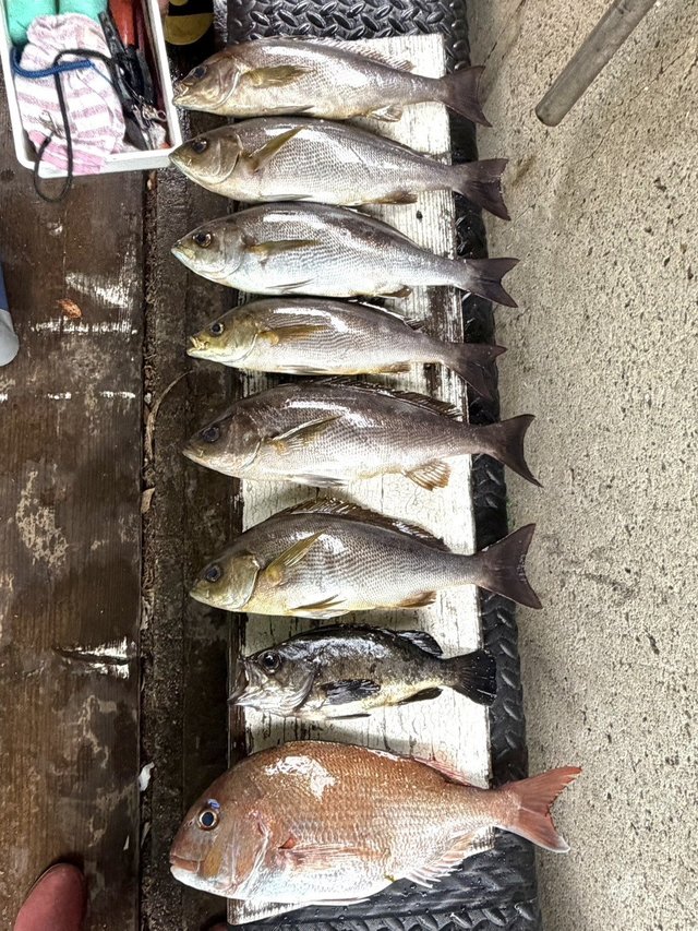 マダイ・イサギ(イサキ)・メバル