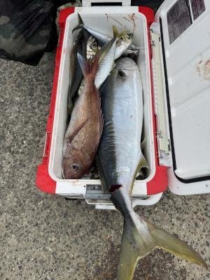 マダイ・マアジ・ブリ