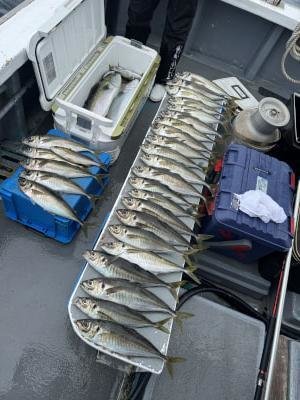 マアジ・メジロ(ブリ)・イサギ(イサキ)