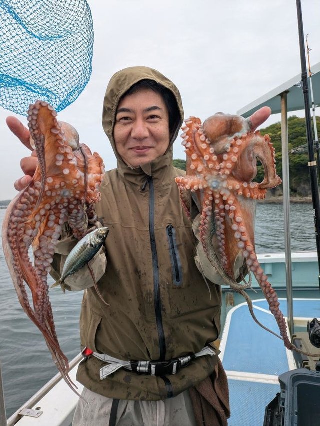 マダコ