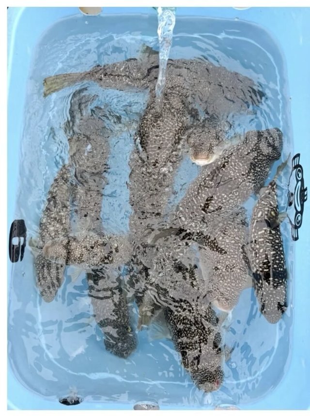 ショウサイフグ
