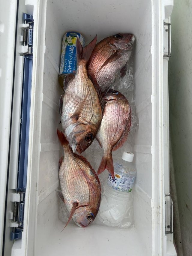 マダイ・ハナダイ(チダイ)