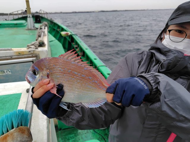 ハナダイ(チダイ)