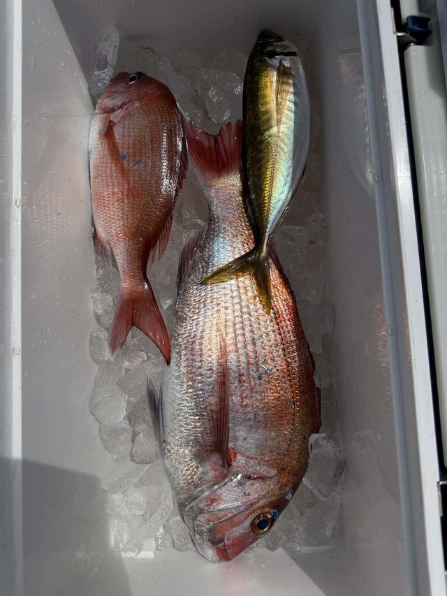 マダイ・アジ(マアジ)