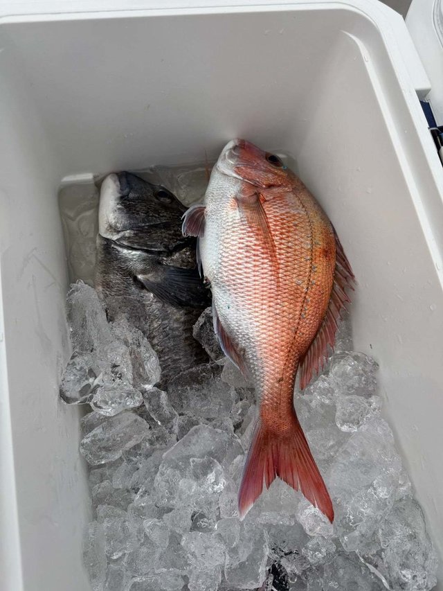 マダイ・クロダイ