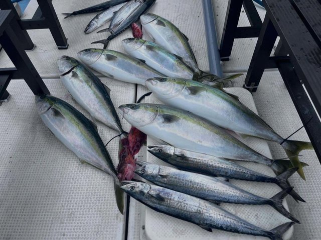 ハマチ(ブリ)・メジロ(ブリ)・サワラ