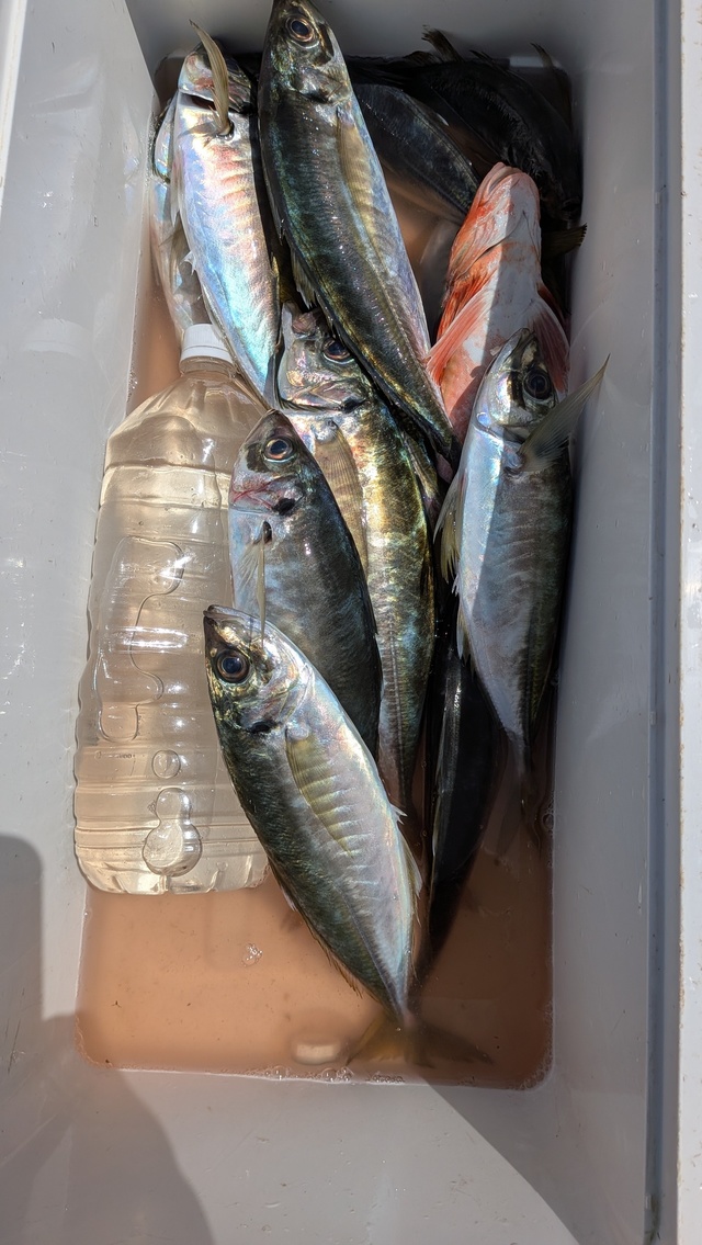 アジ(マアジ)・ホウボウ