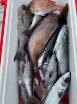 マダイ・イサキ・クロムツ