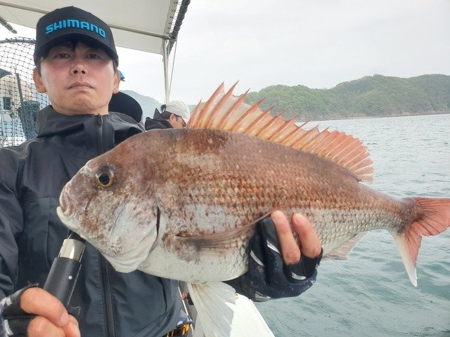 マダイ