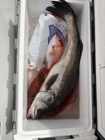 マダイ・シーバス(スズキ)