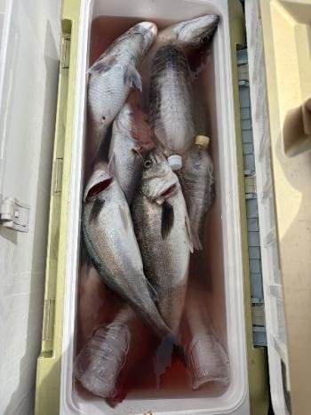 シーバス(スズキ)