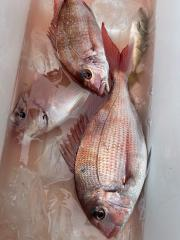 ハナダイ(チダイ)