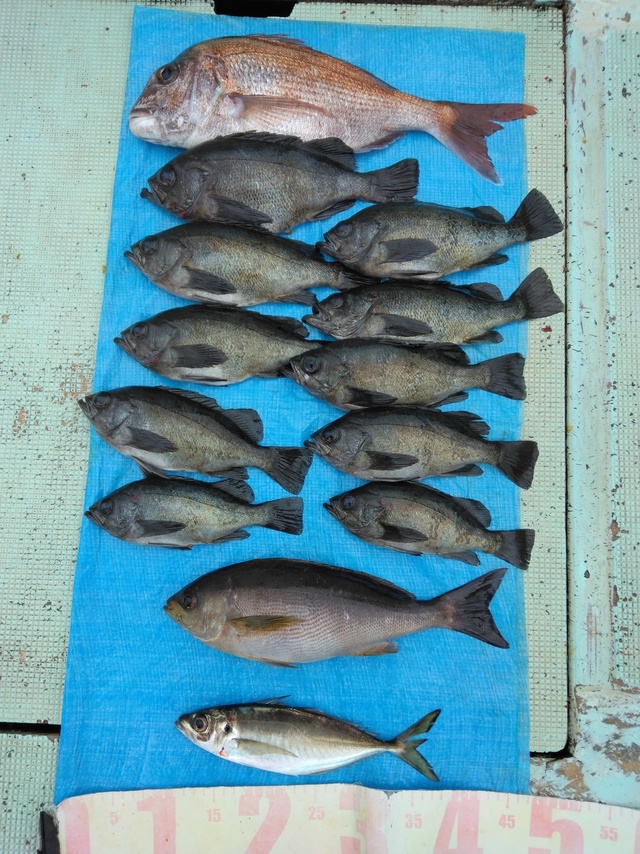 マダイ・マアジ・イサギ(イサキ)・メバル