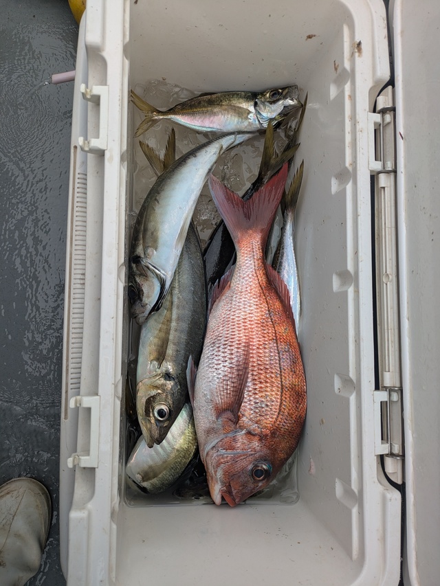 マダイ・アジ(マアジ)