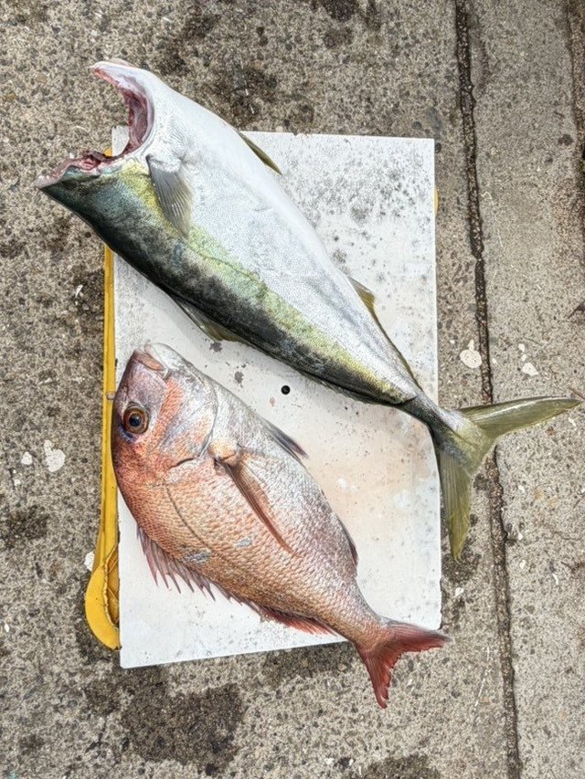 マダイ・ハマチ(ブリ)