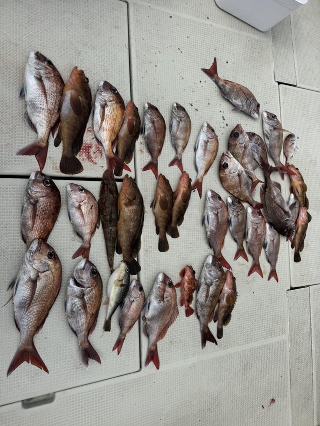 マダイ・アコウ(キジハタ)・ガシラ(カサゴ)・ワニゴチ・サバフグ(シロサバフグ)