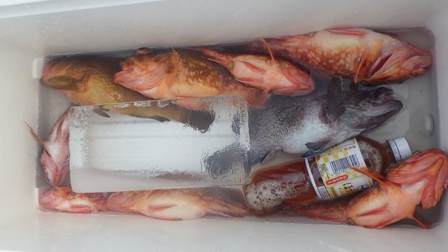 キジハタ・マソイ(クロソイ)・ウッカリカサゴ