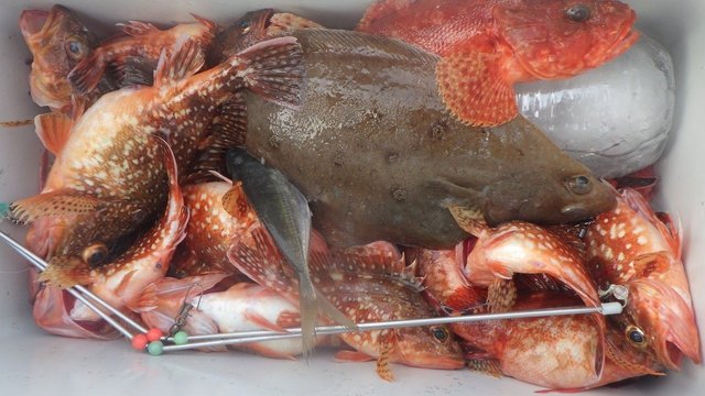 オニカサゴ・ウッカリカサゴ・ムシガレイ