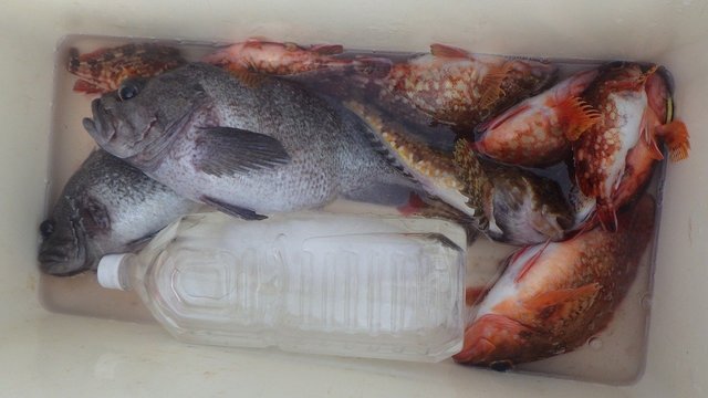 マソイ(クロソイ)・ウッカリカサゴ