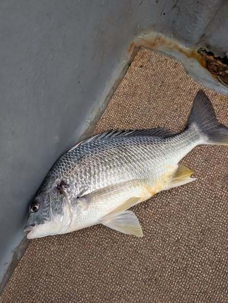 チヌ(クロダイ)