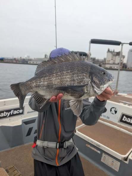 チヌ(クロダイ)