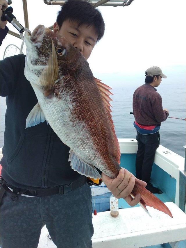 マダイ