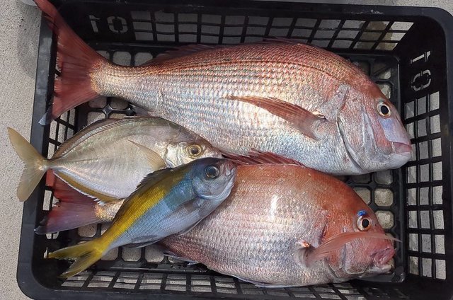 マダイ