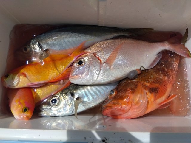 アジ(マアジ)