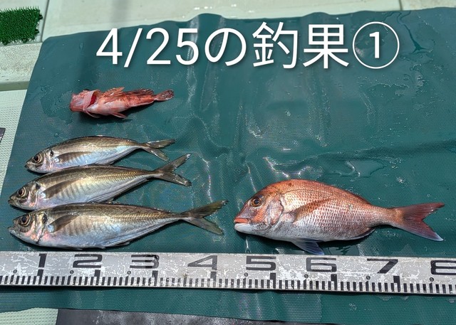 マダイ・マアジ