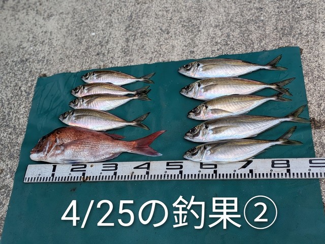 マダイ・マアジ